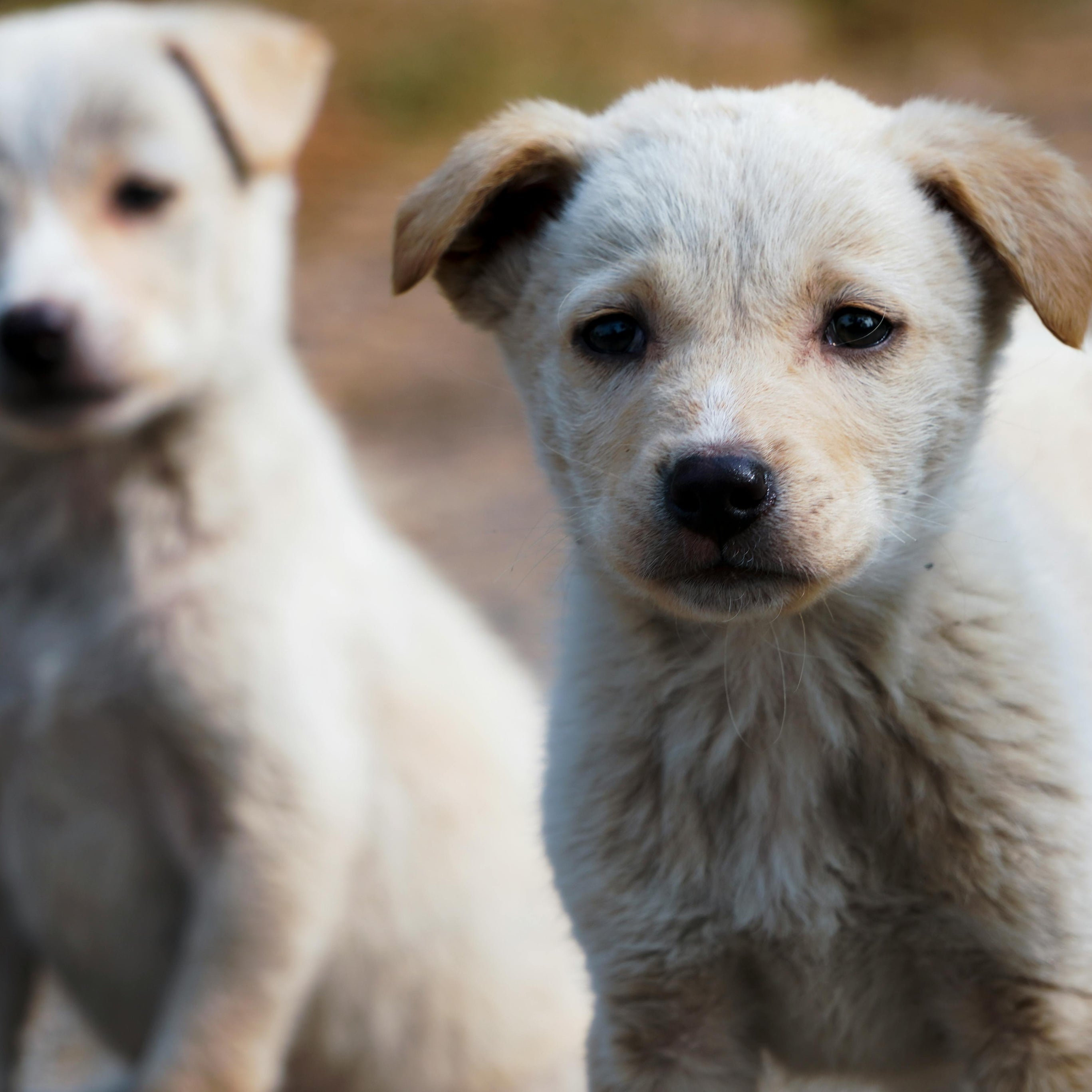 Dogs
