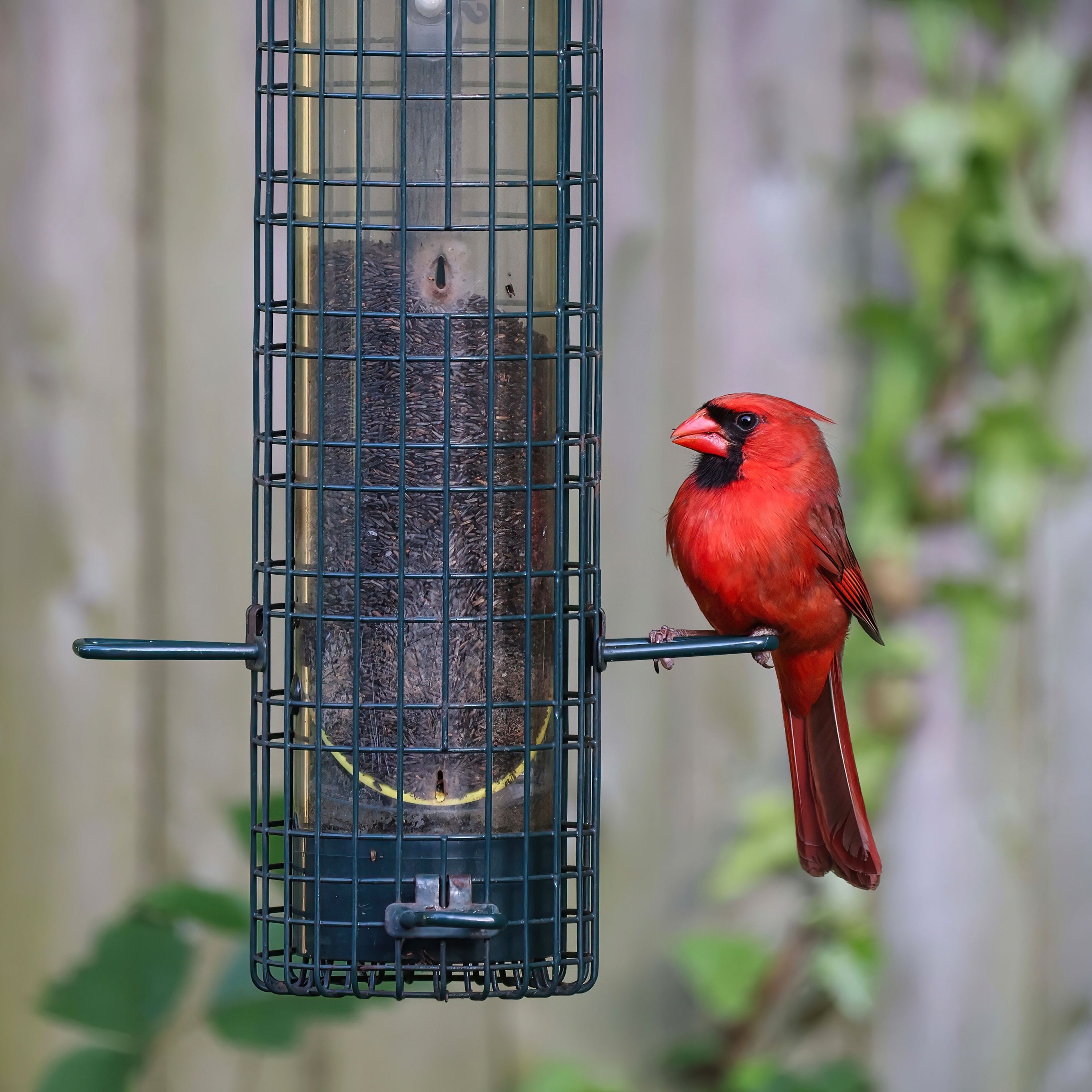 Backyard Birding & Wildlife