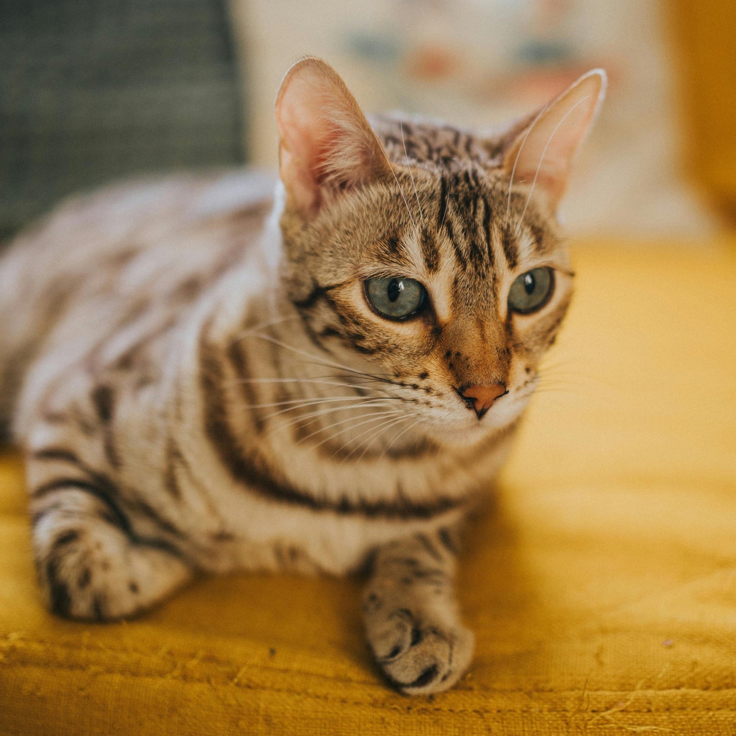 Cats-58